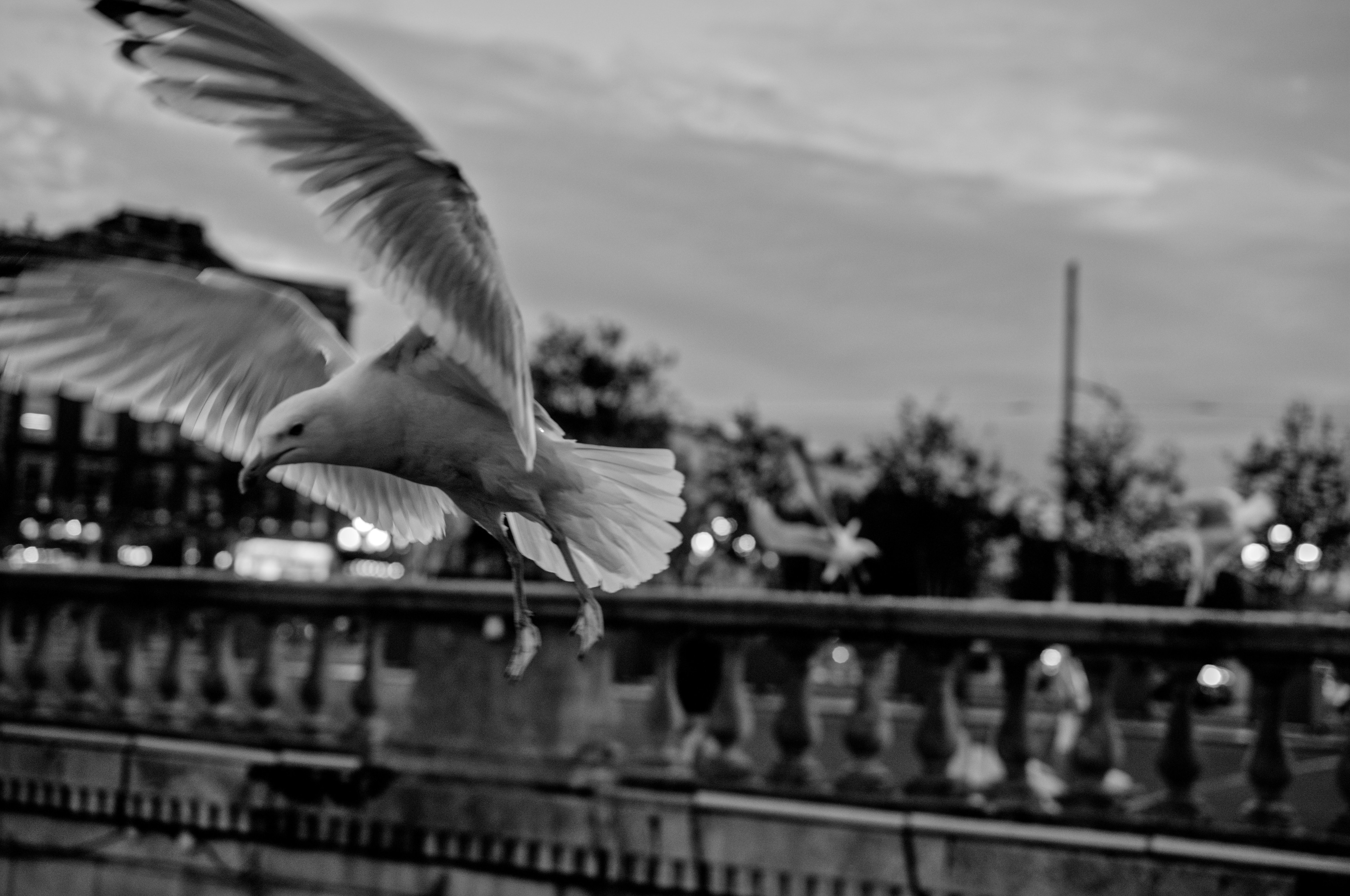 flying late, Dublin 2024