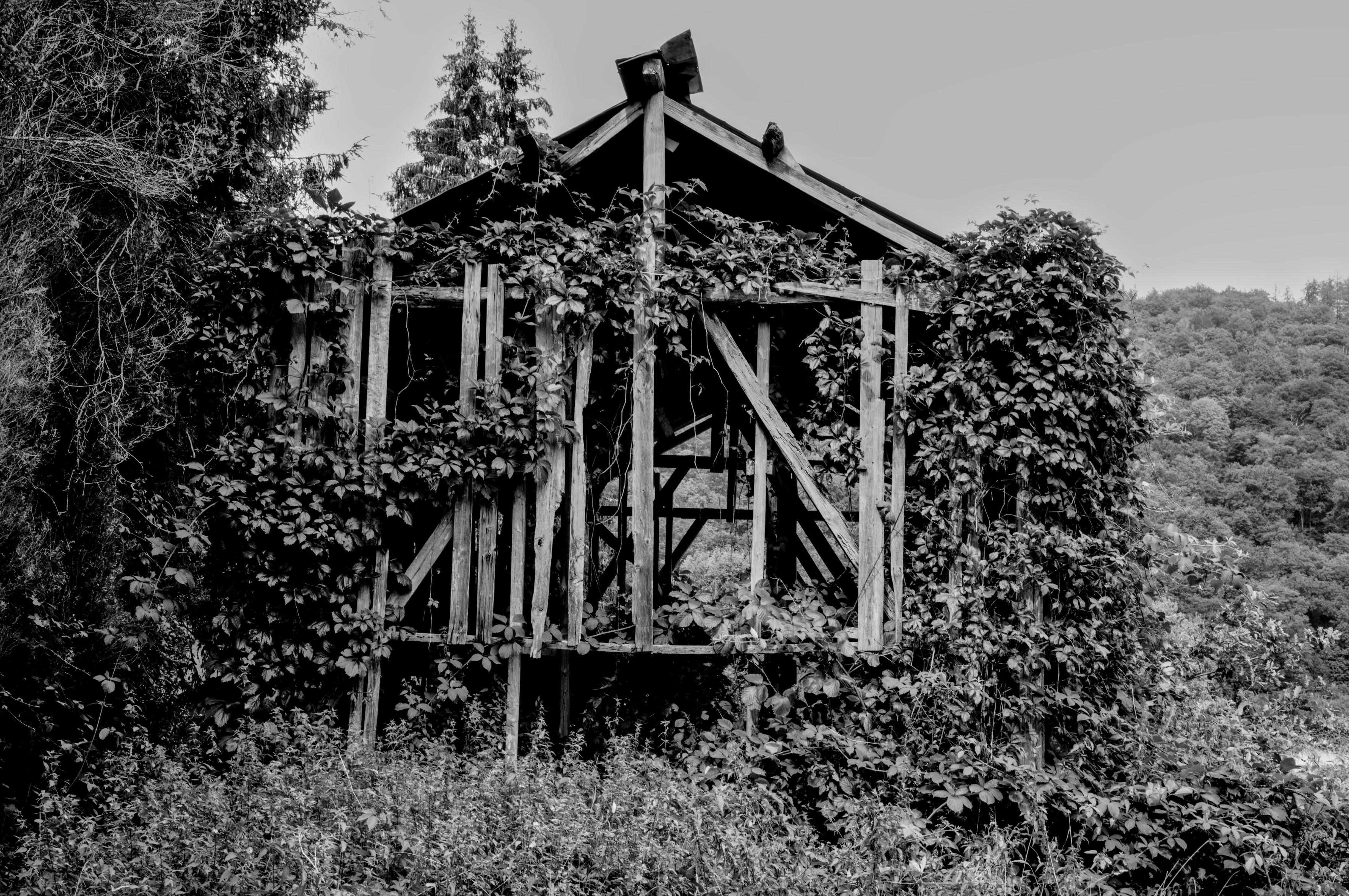 Photo of an old tabacco dryer (abandoned and taking over by nature), Bohan Belgium 2024